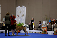 _V6A0061_Bred-By-Exhibitor Adult Dogs