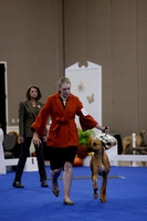 _V6A0095_Bred-By-Exhibitor Adult Dogs