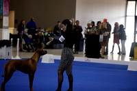 _V6A8997_Bred-By-Exhibitor Puppy Dogs