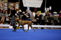 _V6A9566_Bred-By-Exhibitor Puppy Dogs