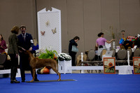 _V6A0237_Bred-By-Exhibitor Adult Dogs