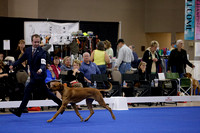 _V6A0413_Bred-By-Exhibitor Adult Dogs