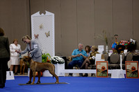 _V6A0358_Bred-By-Exhibitor Adult Dogs