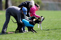 IWAGS Lure Coursing April 8-9 2023