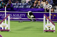 Westminster Kennel Club Masters Agility Championship May 6 2023