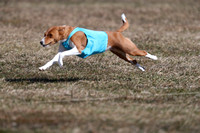THLC  Lure Coursing Hanover March 13-14 2021