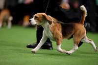 Beagles 15 Inch  Camera 2 Dogs
