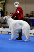 Bred By Exhibitor Dogs
