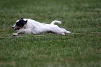 Russell Terrier Entry #1