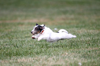Russell Terrier Entry # 1