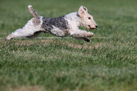 Wire Fox Terrier Entry #1