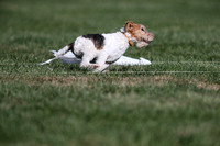 Wire Fox Terrier Entry #2