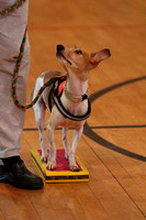 158A9548_330pm - Freestyle Tricks for Small Dogs