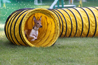 A31I3298_7am - Agility Training Games with Ruth