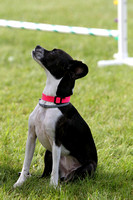 A31I3554_7am - Agility Training Games with Ruth