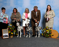 GDDC Best of Breed