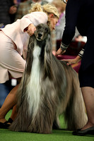 Afghan Hounds - Part 1