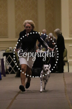 LM6A6804_9-12 month Puppy Bitch