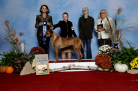 Awards - Puppy Dogs through Winners Dog classes