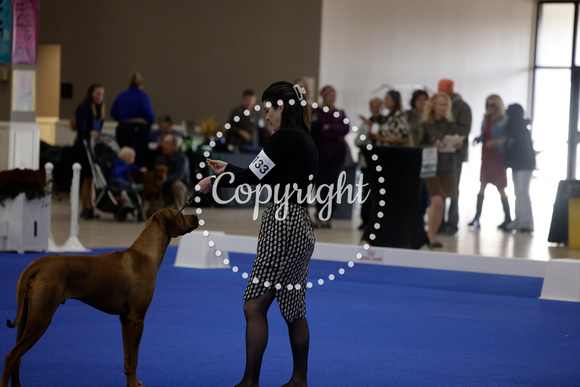 _V6A8997_Bred-By-Exhibitor Puppy Dogs