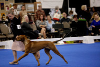 _V6A8878_Bred-By-Exhibitor Puppy Dogs