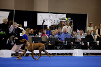 _V6A8918_Bred-By-Exhibitor Puppy Dogs
