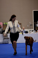 _V6A1054_Bred-By-Exhibitor Adult Dogs