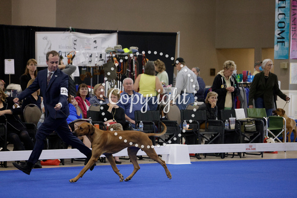 _V6A0413_Bred-By-Exhibitor Adult Dogs