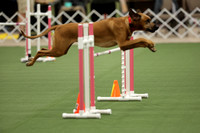 20221009-0517_Agility - Time 2 beat