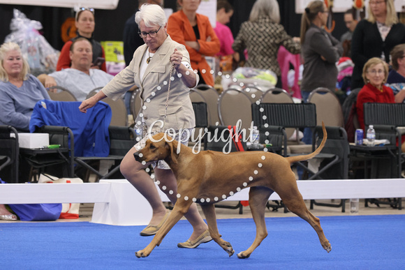 AV6A6275_Bred-By-Exhibitor Adult Bitch