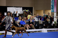_V6A0404_Bred-By-Exhibitor Adult Dogs