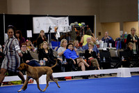 _V6A0409_Bred-By-Exhibitor Adult Dogs
