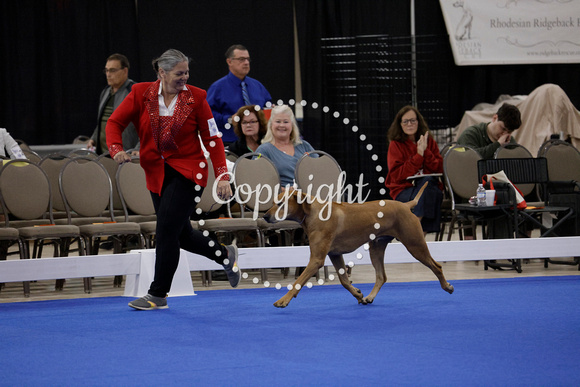 _V6A0782_Veteran Dogs 7-9 yrs Sweeps