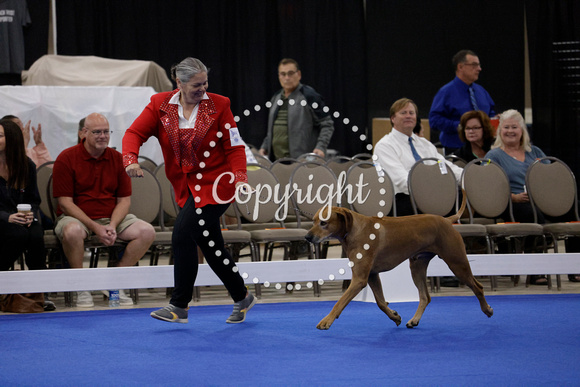 _V6A0792_Veteran Dogs 7-9 yrs Sweeps