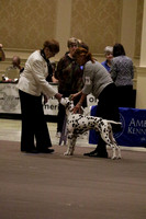 LM6A2898_Bred By Exhibitor Dogs