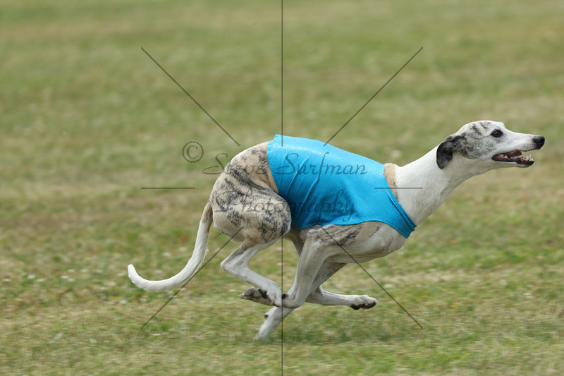 Steve Surfman Photography | Whippets