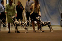 LM6A0636_Stud Dogs