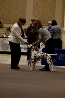LM6A2897_Bred By Exhibitor Dogs