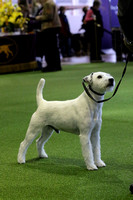 Parsons Russell Terrier