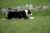 AQ1I6503_Lure Coursing Afternoon 430