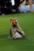 Yorkshire Terrier Camera Two