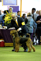 Airedale Terriers