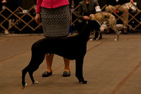 LM6A1161_Winners Dog