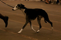 158A6985_7-10 Dogs