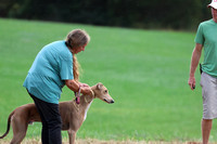 Greyhound Test Dog Sat Gillete Stakes