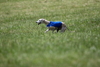 Whippets Part Two