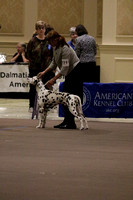 LM6A2894_Bred By Exhibitor Dogs