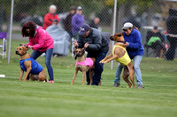 Lure Coursing