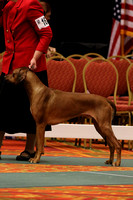 158A9952_Field Champion Dogs