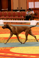 LM6A0454_Field Champion Dogs